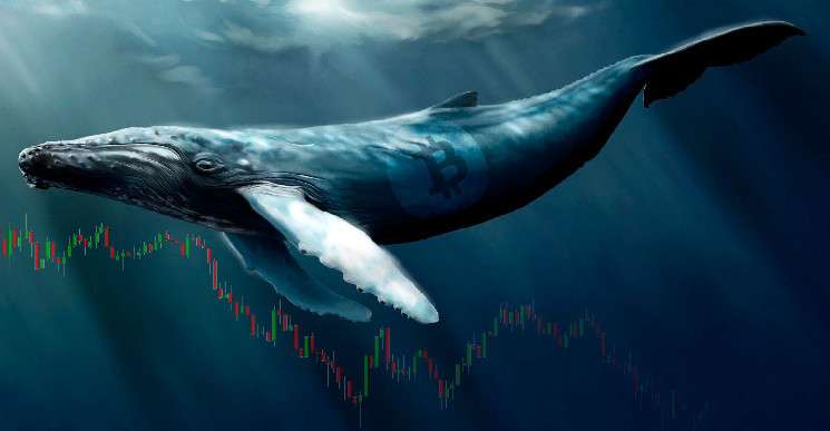 Рост транзакций китов Ethereum намекает на предстоящее ралли цен на ETH